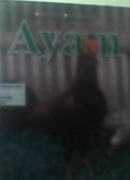 Mari Beternak Ayam